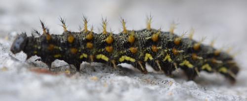 Vanessa atalanta